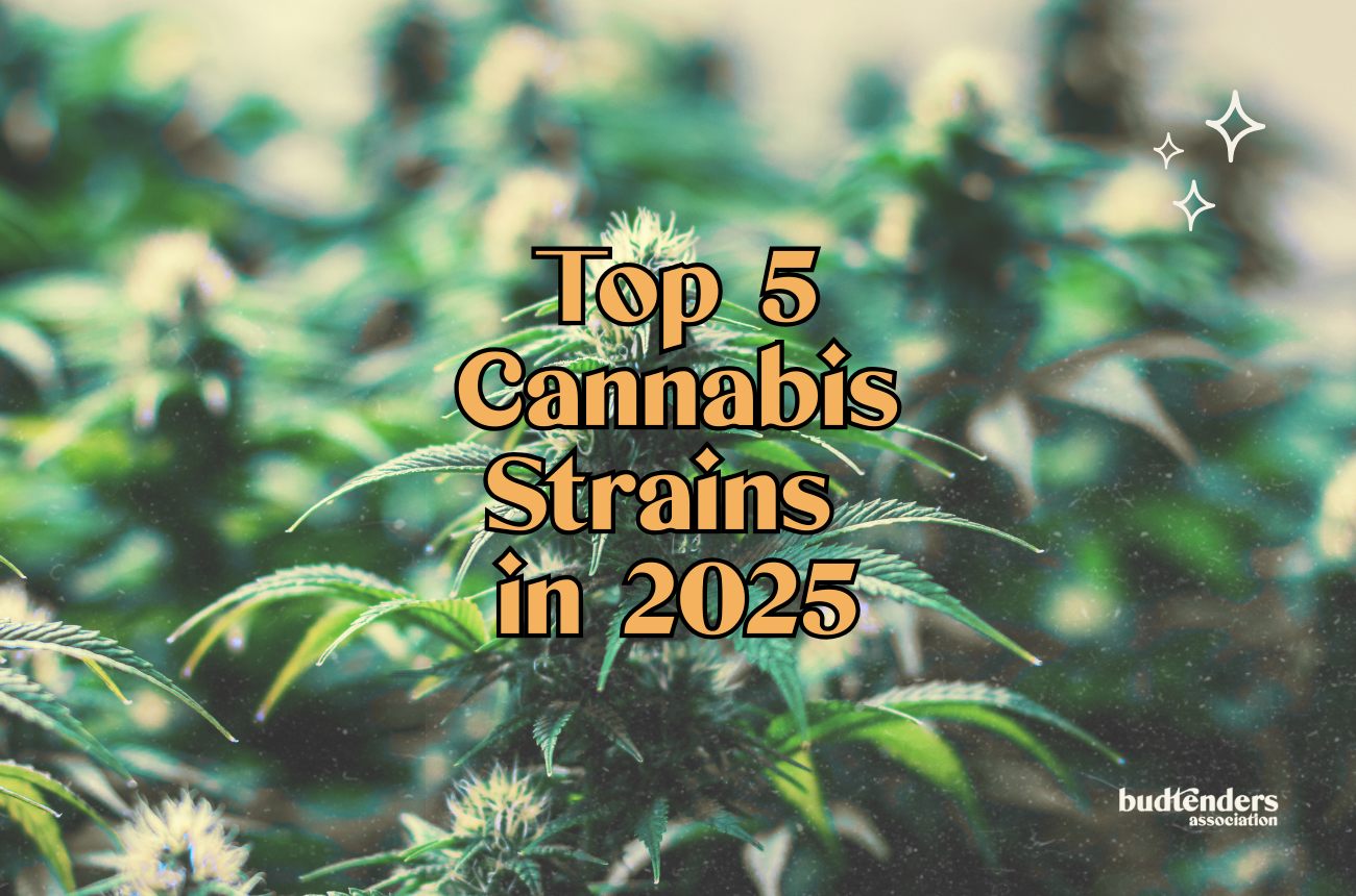 image of a cannabis field with text : top 5 cannabis strains