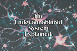constellation background with text, The Endocannabinoid System explained: